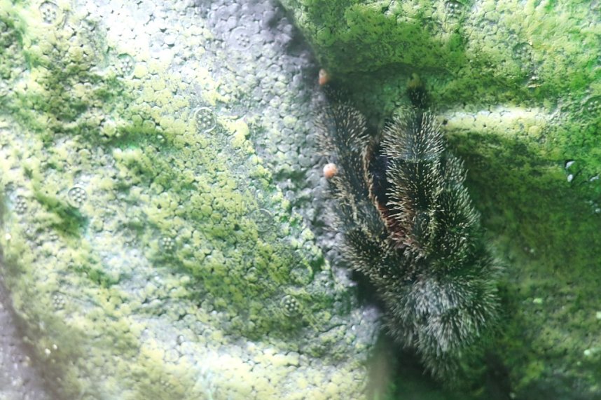 Spinnen- und Insektenschau in Sundhausen