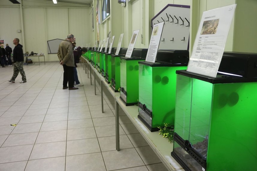 Spinnen- und Insektenschau in Sundhausen