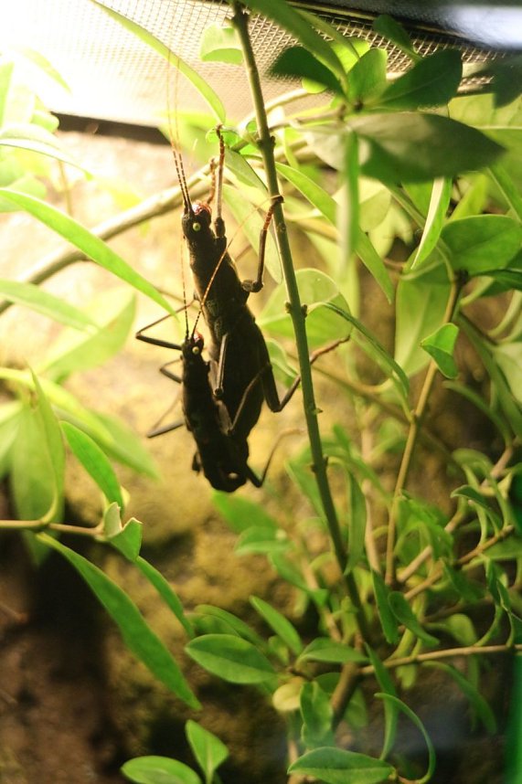 Spinnen- und Insektenschau in Sundhausen