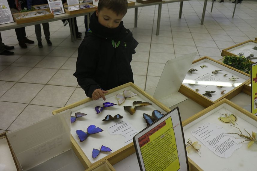 Spinnen- und Insektenschau in Sundhausen