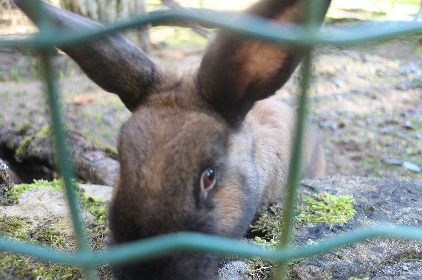 Goldener Herbst im B&auml;renpark Worbis