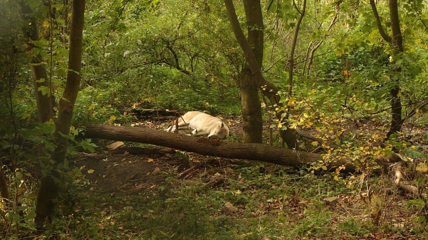 Goldener Herbst im B&auml;renpark Worbis