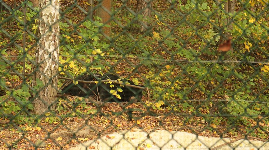 Goldener Herbst im B&auml;renpark Worbis