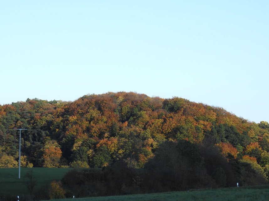 Pilze und Sonne bei Petersdorf