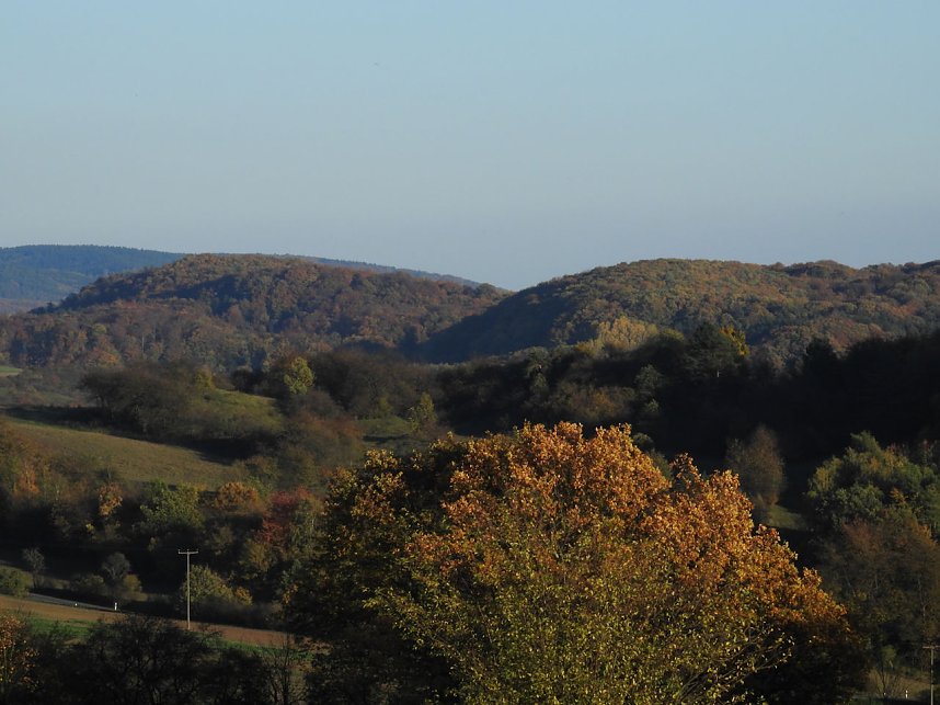 Pilze und Sonne bei Petersdorf