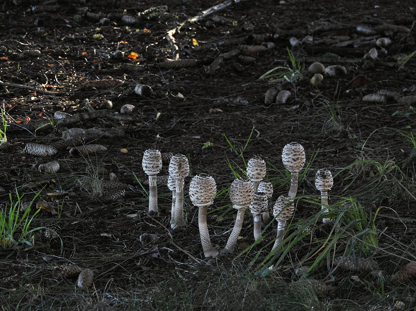 Pilze und Sonne bei Petersdorf