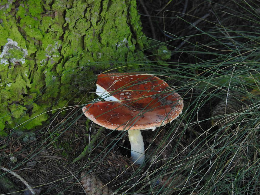 Pilze und Sonne bei Petersdorf