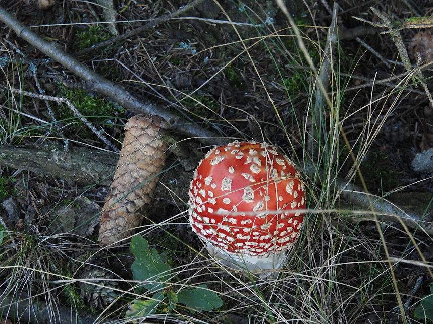 Pilze und Sonne bei Petersdorf