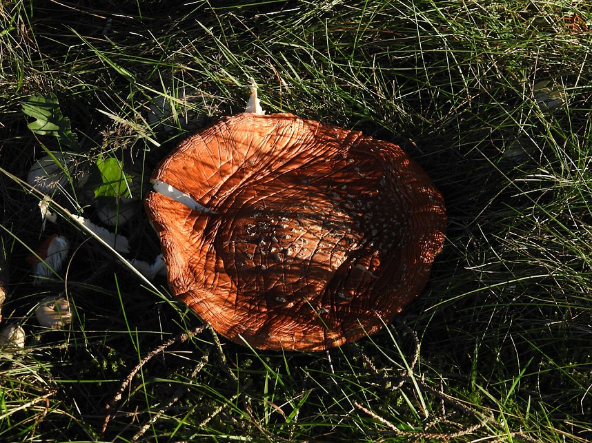 Pilze und Sonne bei Petersdorf