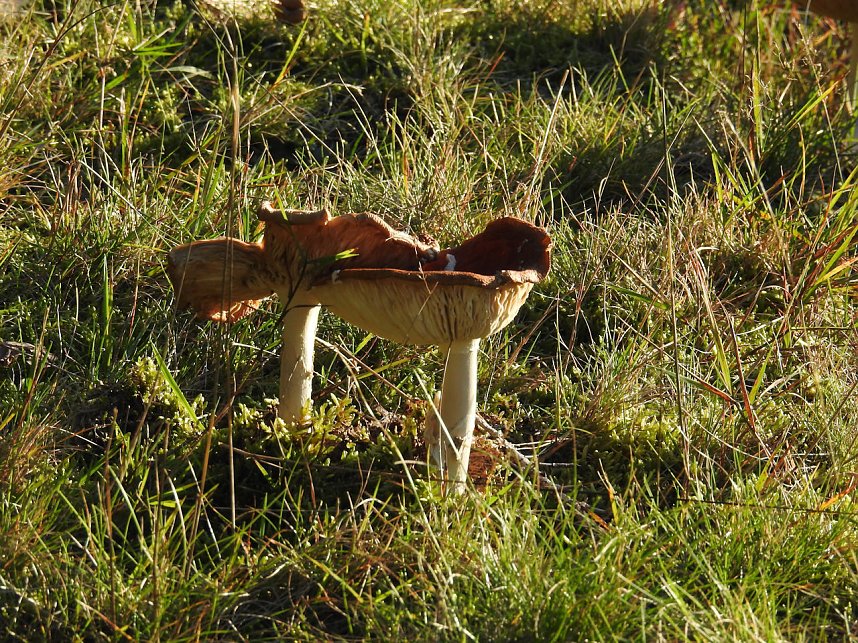 Pilze und Sonne bei Petersdorf