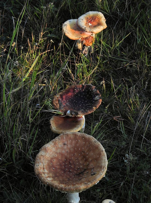 Pilze und Sonne bei Petersdorf