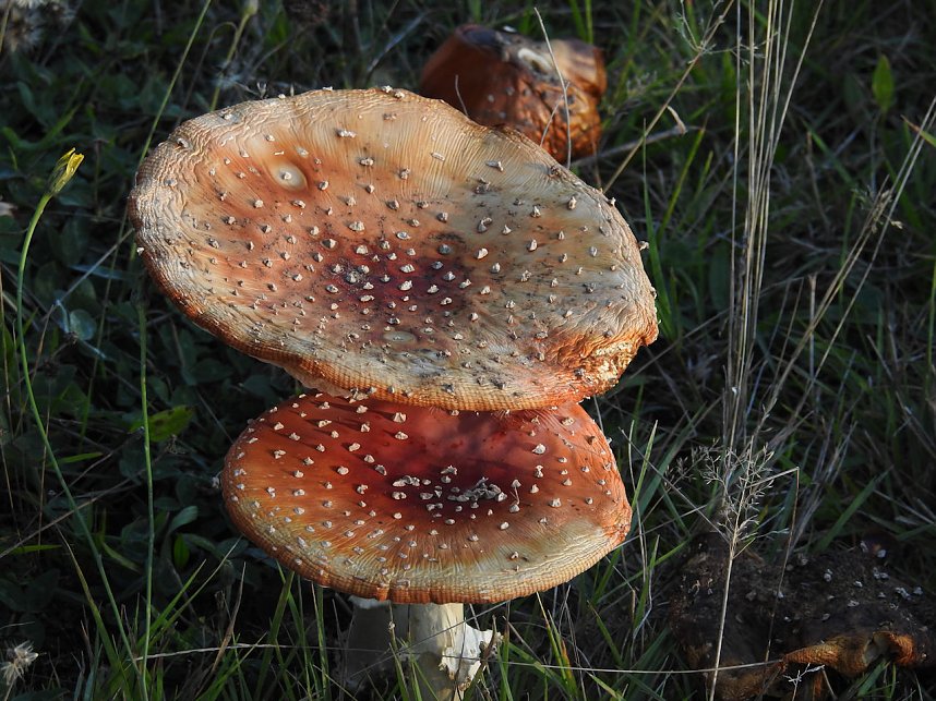 Pilze und Sonne bei Petersdorf