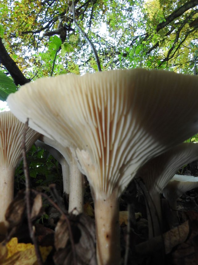 Pilze und Sonne bei Petersdorf