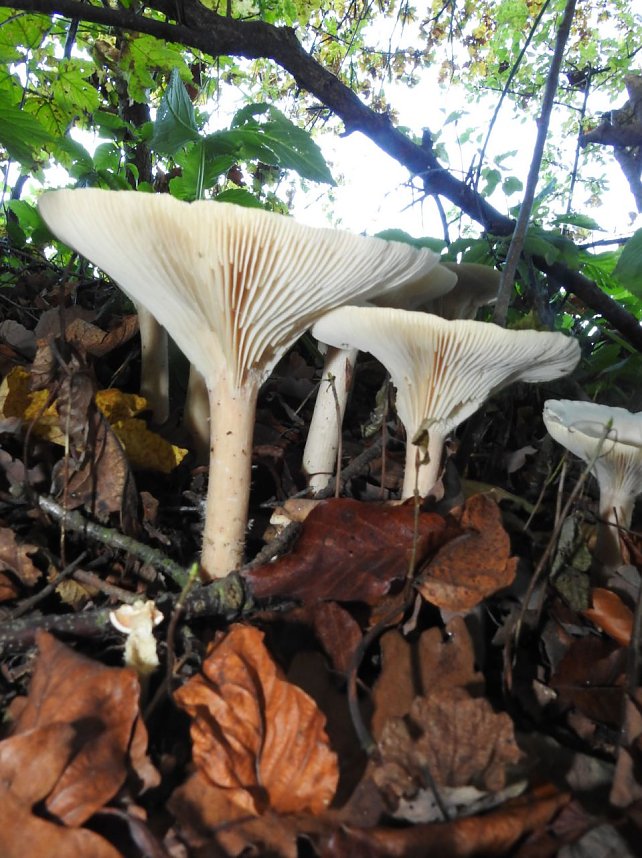 Pilze und Sonne bei Petersdorf