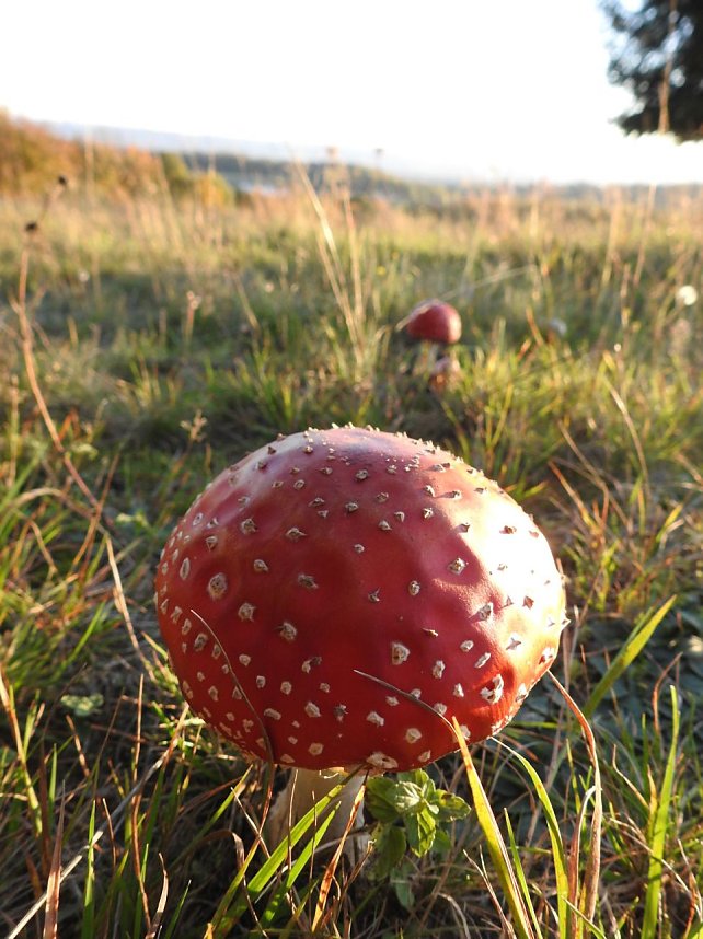 Pilze und Sonne bei Petersdorf