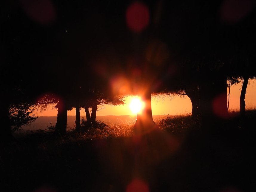 Pilze und Sonne bei Petersdorf
