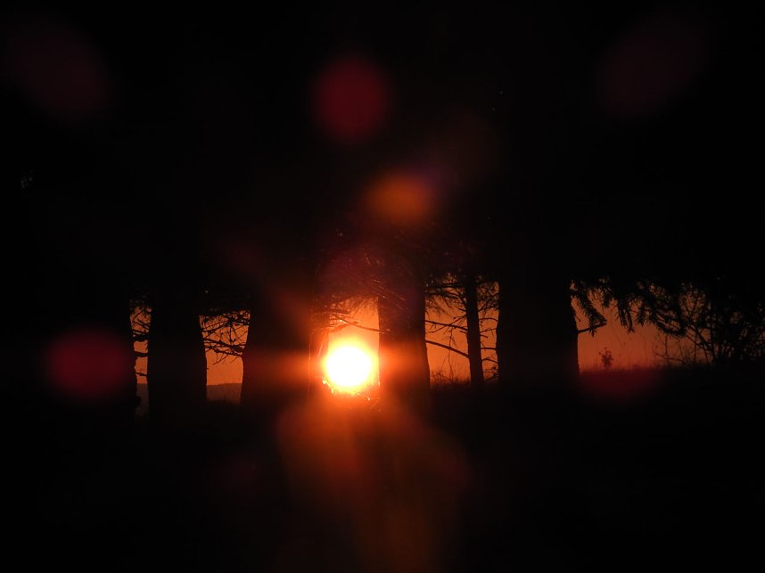 Pilze und Sonne bei Petersdorf