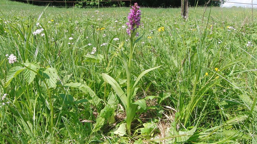 Jugendliche erhalten die Artenvielfalt