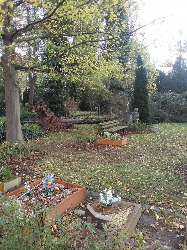 Umgest&uuml;rzte B&auml;ume auf dem Hauptfriedhof