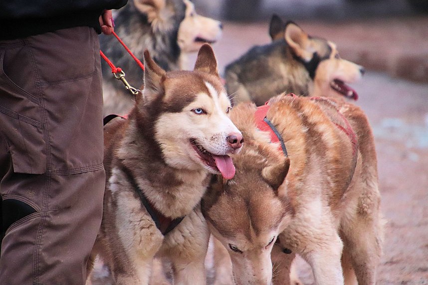 Schlittenhunderennen in Pullmann City II