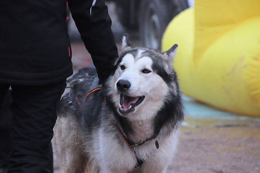 Schlittenhunderennen in Pullmann City II