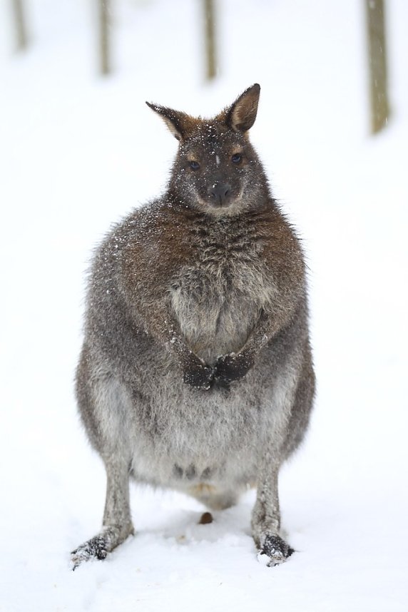 Affenbande auch im Schnee unterwegs