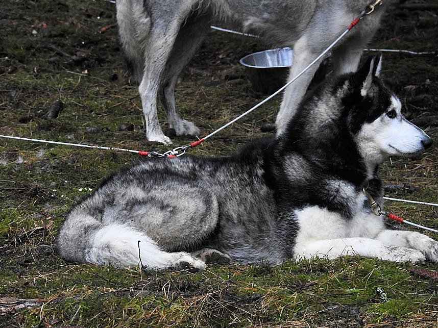 Schlittenhunde rennen rund um Benneckenstein