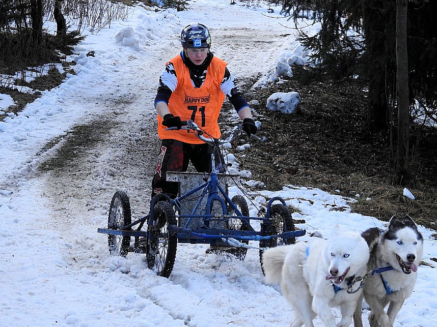 Schlittenhunde rennen rund um Benneckenstein