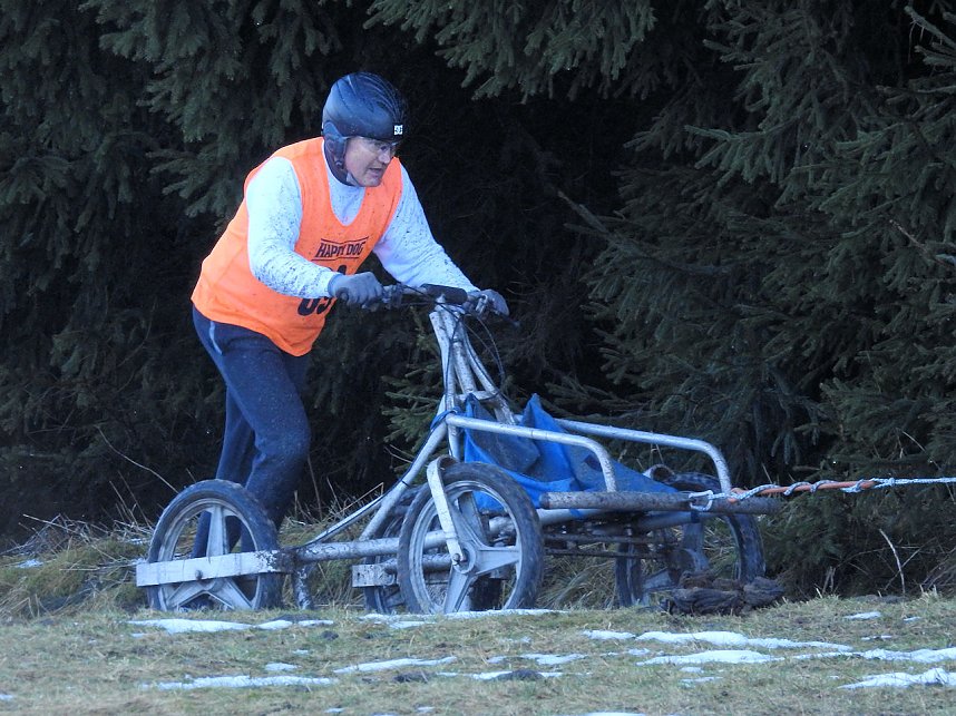 Schlittenhunde rennen rund um Benneckenstein