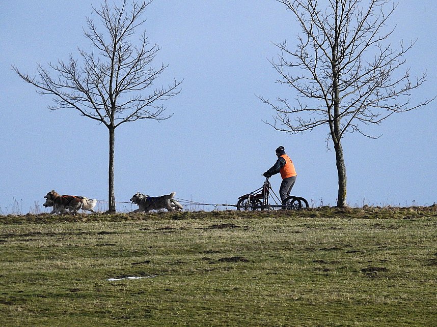 Schlittenhunde rennen rund um Benneckenstein