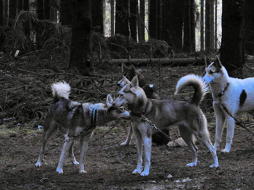 Schlittenhunde rennen rund um Benneckenstein