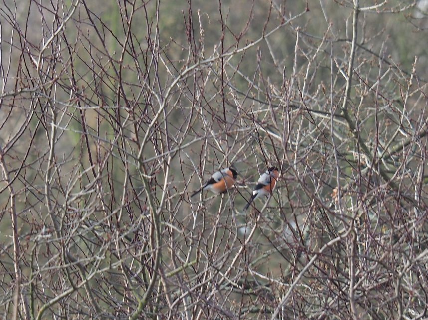 Gimpel-P&auml;rchen gesichtet