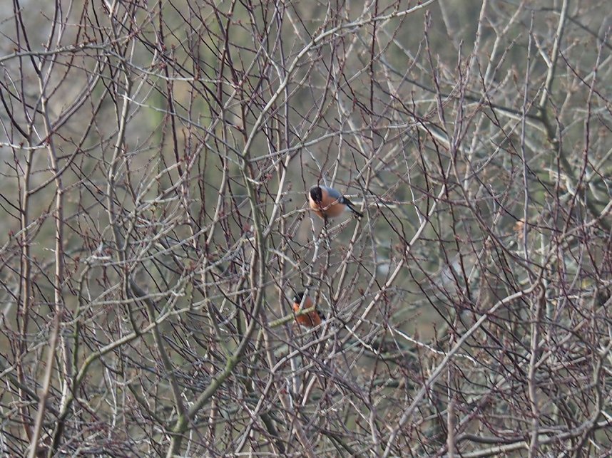 Gimpel-P&auml;rchen gesichtet