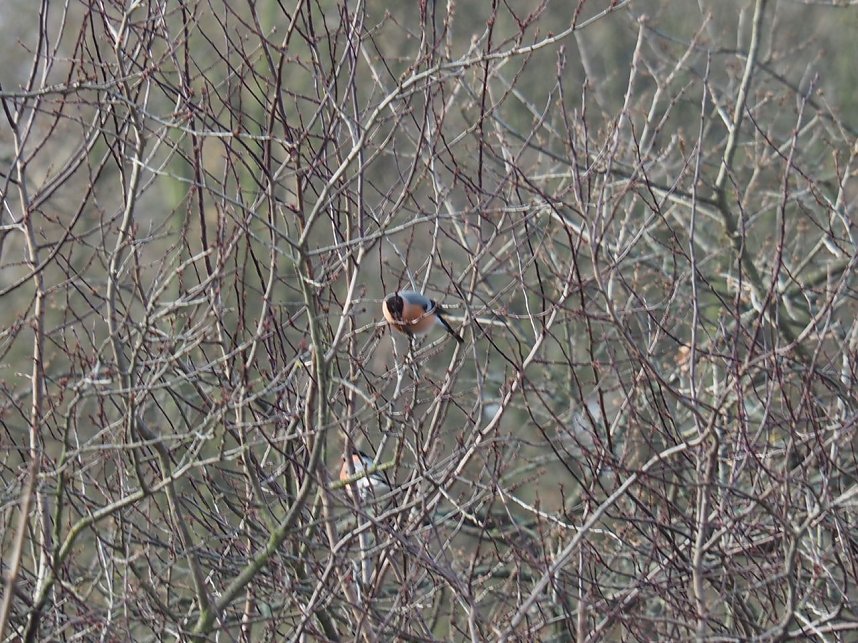 Gimpel-P&auml;rchen gesichtet