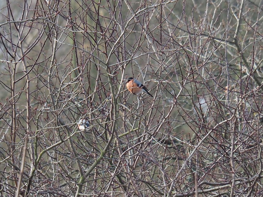 Gimpel-P&auml;rchen gesichtet