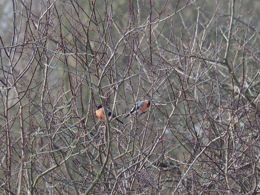 Gimpel-P&auml;rchen gesichtet