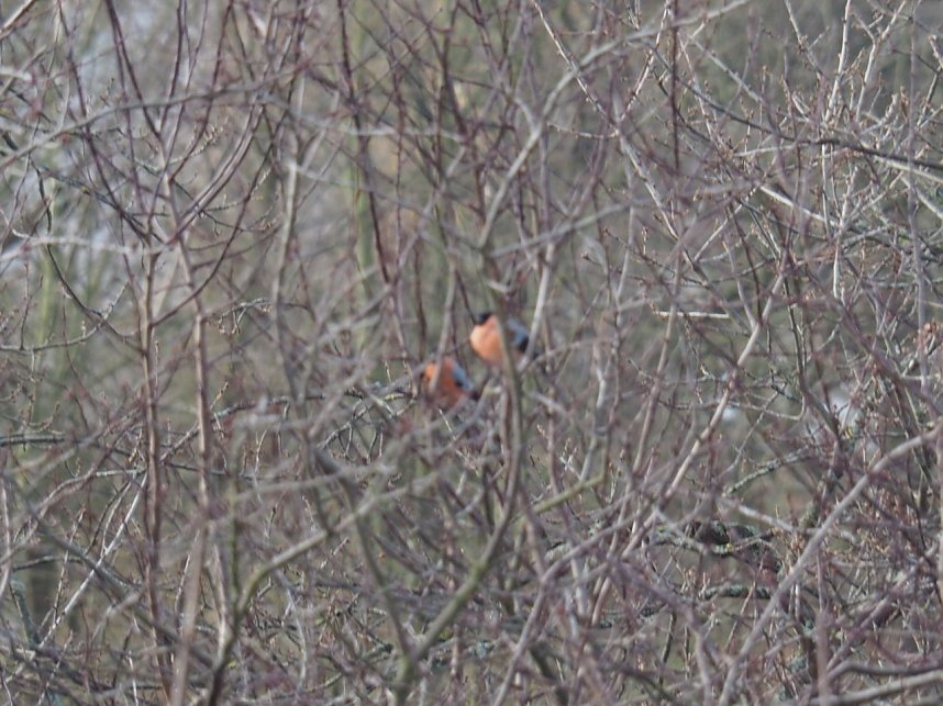 Gimpel-P&auml;rchen gesichtet