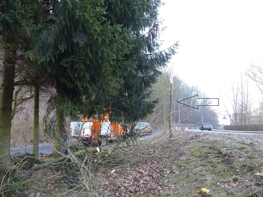 Diesen Baum hatte es entsch&auml;rft