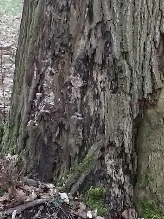Auf die B&auml;ume - im Park Hohenrode