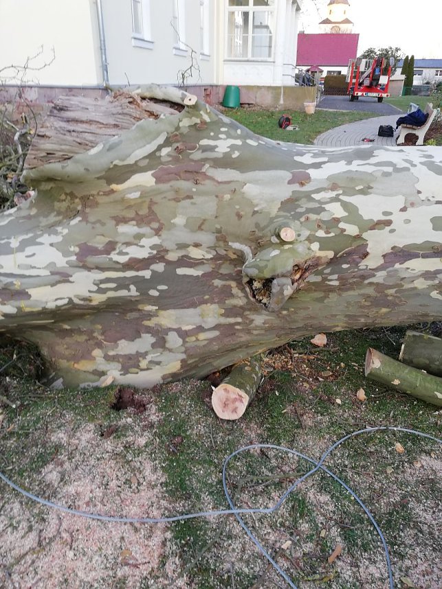 Platane wurde gef&auml;llt