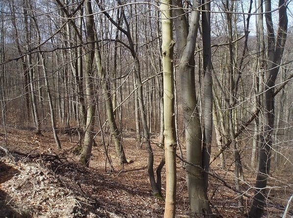 Waldinteressentengemeinschaft Obergebra