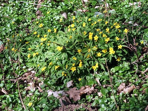 Fr&uuml;hling im Park Hohenrode