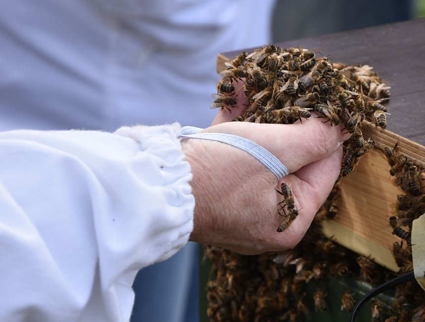 Wellness f&uuml;r die Bienen