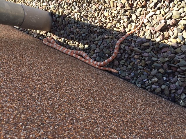 Beim Morgenspaziergang entdeckt