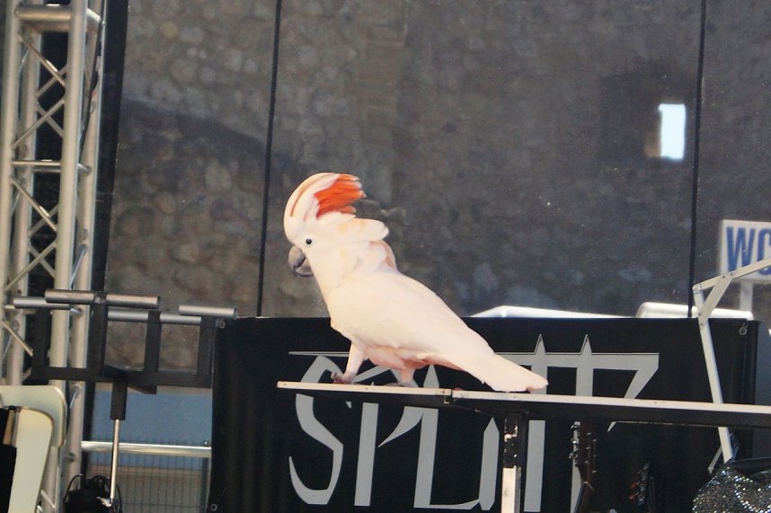 23. Autofr&uuml;hling