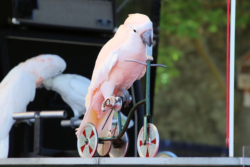Autos und jede Menge Kultur