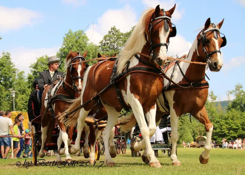 Vorbereitungen f&uuml;r Ponyschau laufen