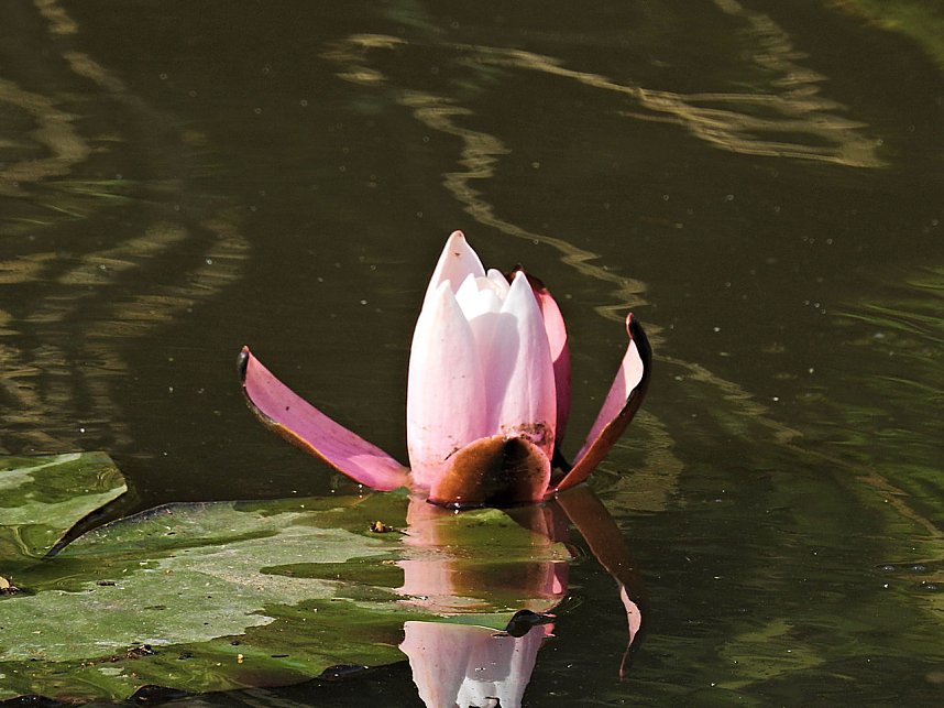 Natur pur bei am Neust&auml;dter Rosenteich