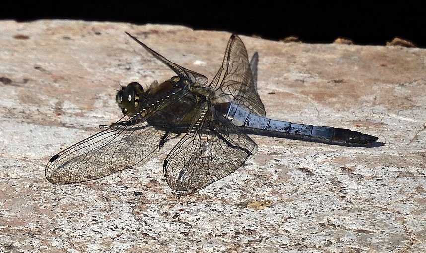 Natur pur bei am Neust&auml;dter Rosenteich