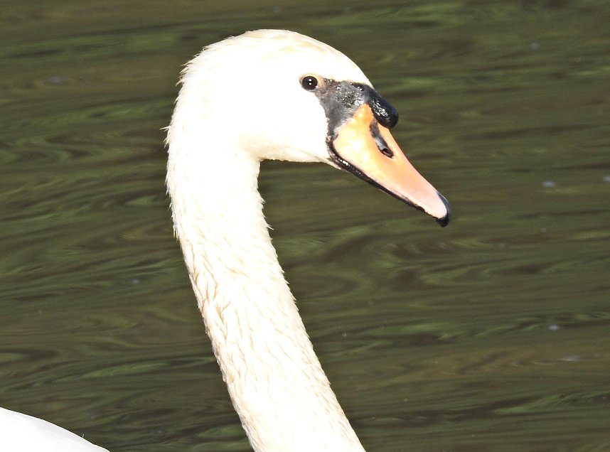 Natur pur bei am Neust&auml;dter Rosenteich